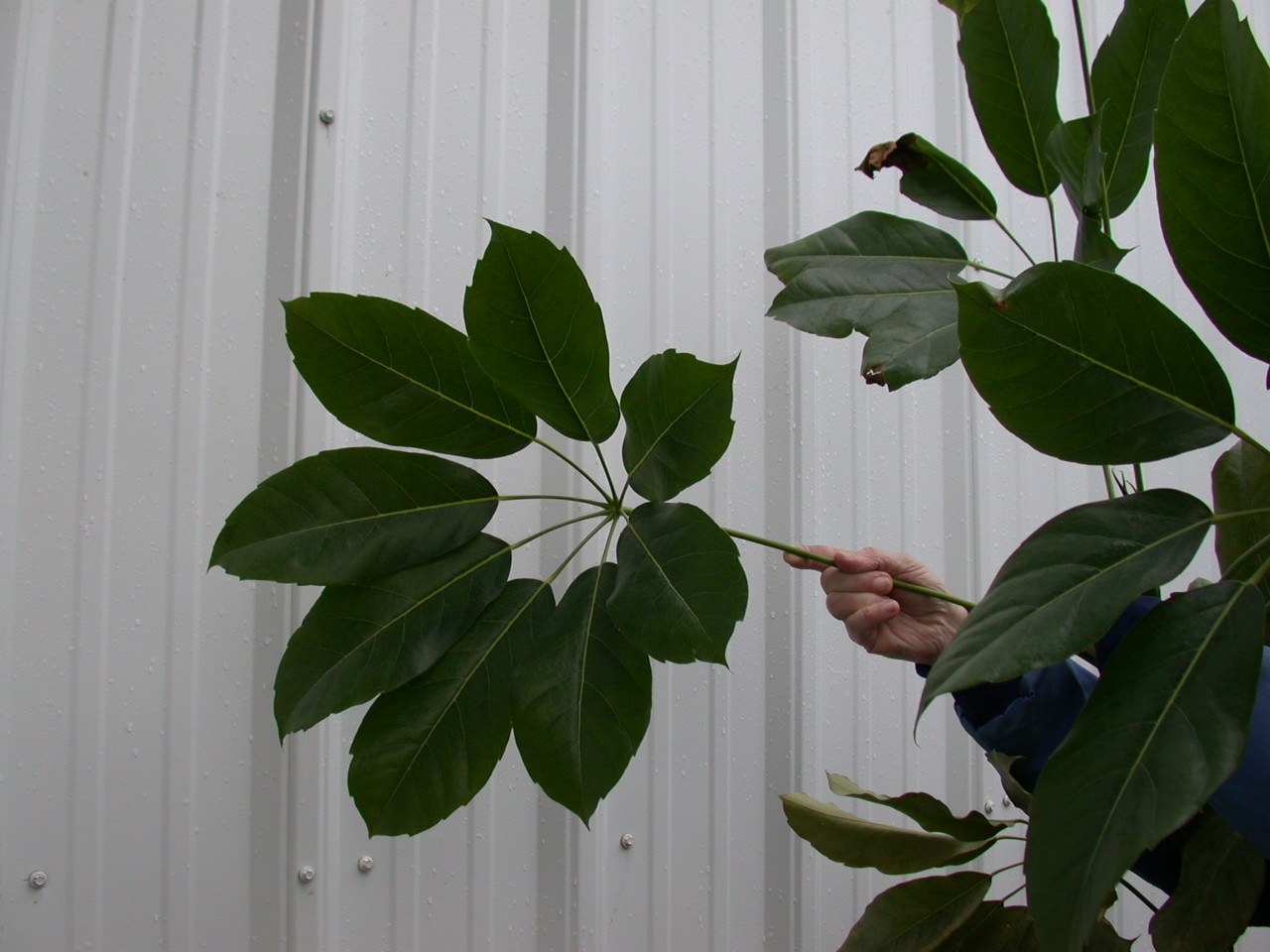 Brassaia Actinophylla